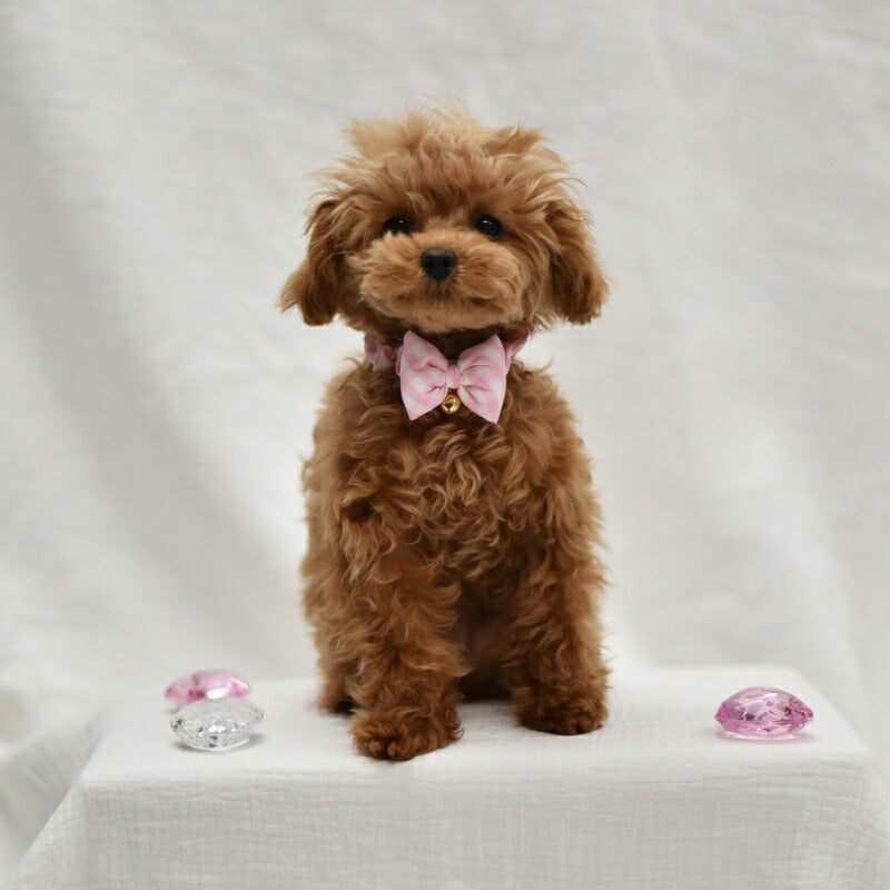 CRAZYBOO Baby(クレイジーブー ベビー) チェックリボンシュシュ 2XS / XS / Sサイズ 犬服 / 犬の服 / ドッグウェア CBbaby 679609