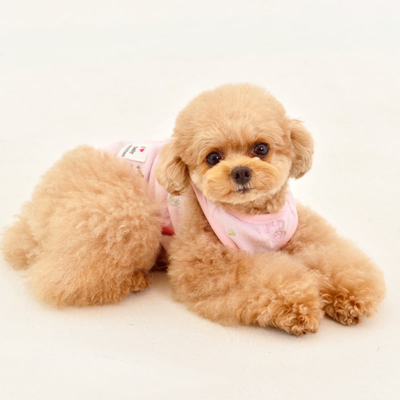 CRAZYBOO Baby(クレイジーブー ベビー) ベア刺繍 パイル タンクトップ イエロー / ピンク 2XS / XS / S / Mサイズ パピー / 子犬 / 仔犬 / 赤ちゃん 犬服 / 犬の服 / ドッグウェア CBbaby cb141887