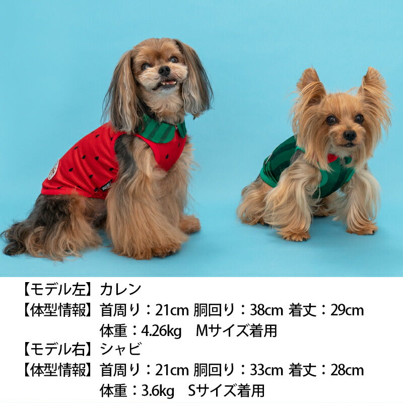 スイカ襟付きメッシュタンク XS/S/M/L/XL/XXL/DS/DM/DL/FBM D's Chat-ディーズチャット- 犬服 ドッグウェア 小型犬 ダックス フレブル DS23SS ds231179-1