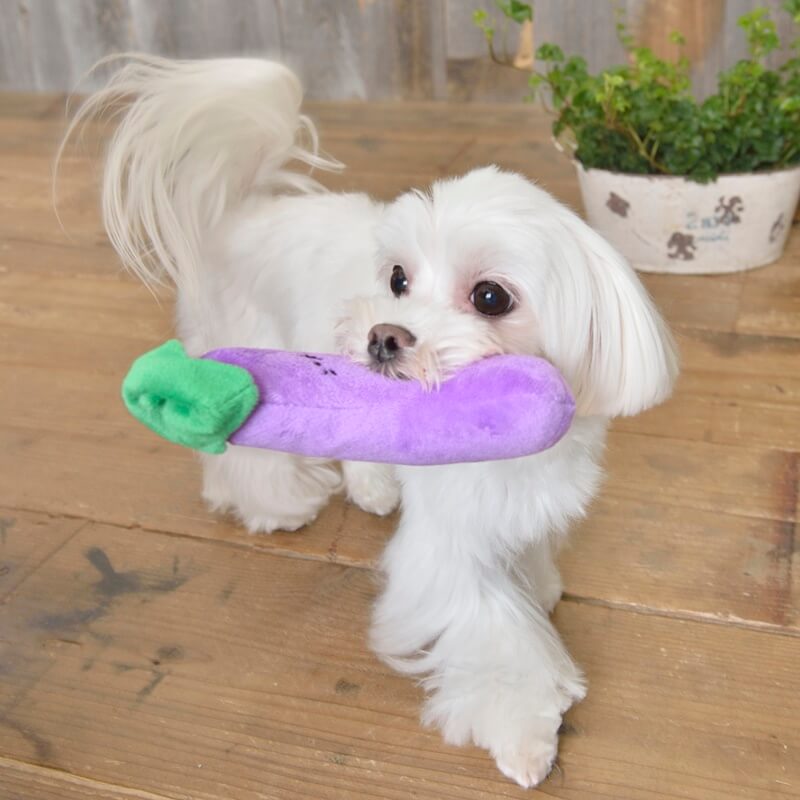ハッピーお野菜フレンズ キャロ子ちゃん もぐらいも なすにぃ Solgra TOY -ソルグラ トイ- 犬用おもちゃ ドッグトイ トイプードル チワワ ポメラニアン SO21SS