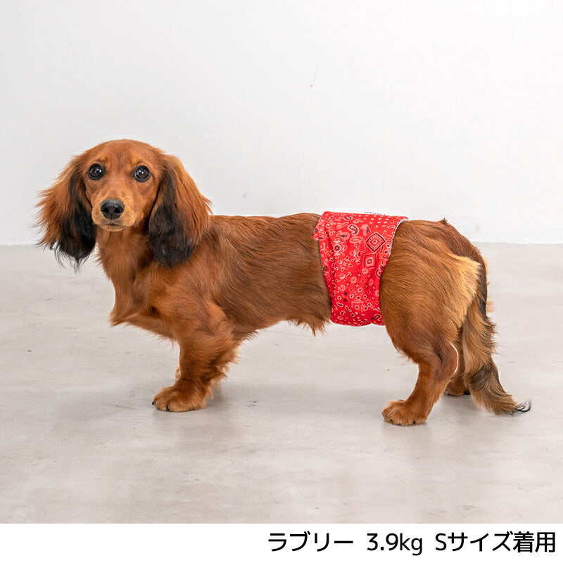 マナーベルト S/M/L/XL Solgra-ソルグラ- 犬用 SO24AW so246404