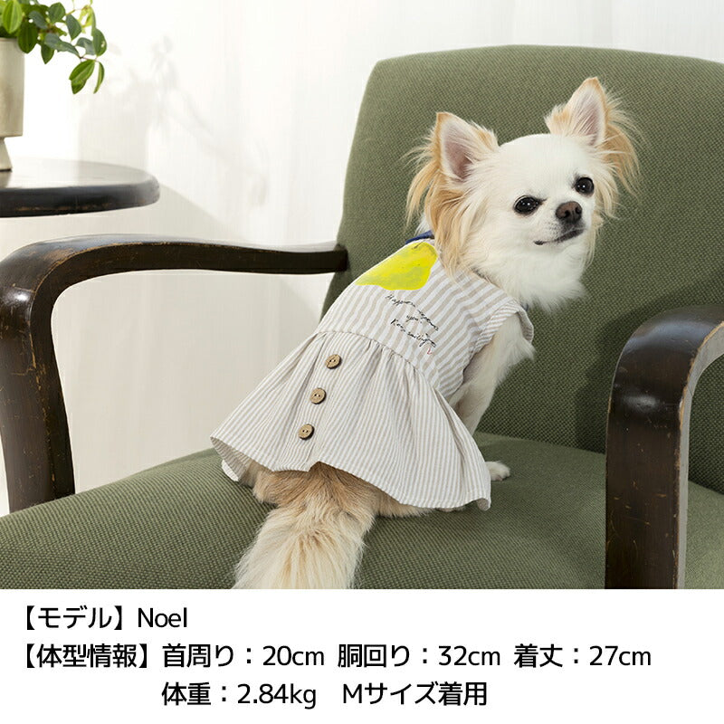 丸襟ストライプワンピ XS/S/M/L/XL/XXL TINOTITO -ティノティート- 犬服 ドッグウェア TT25SS tt251392