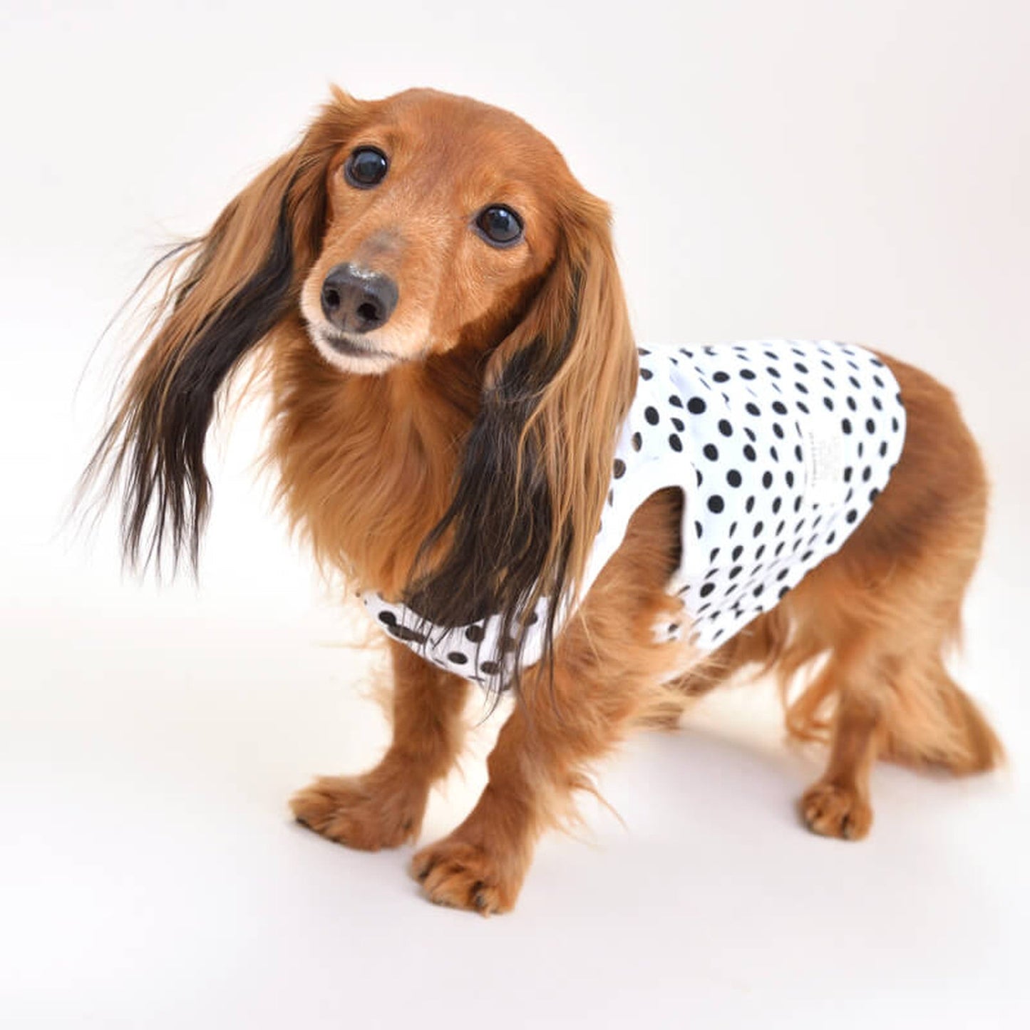 丸衿つきタンクトップ 犬服 ドッグウェア XS/S/M/L/XL/XXL ワンボヤージュ TINOTITO ティノティート トイプードル チワワ ダックス tt101005-1