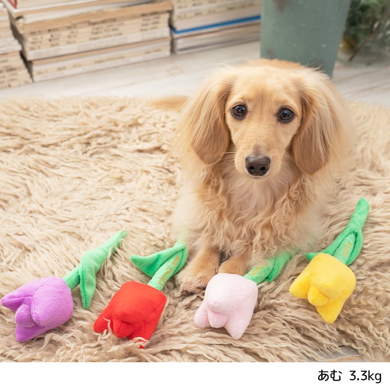 チューリップおもちゃ Free Solgra TOY -ソルグラ トイ- 犬用おもちゃ ドッグトイ トイプードル チワワ ポメラニアン SO22SS so165183-1