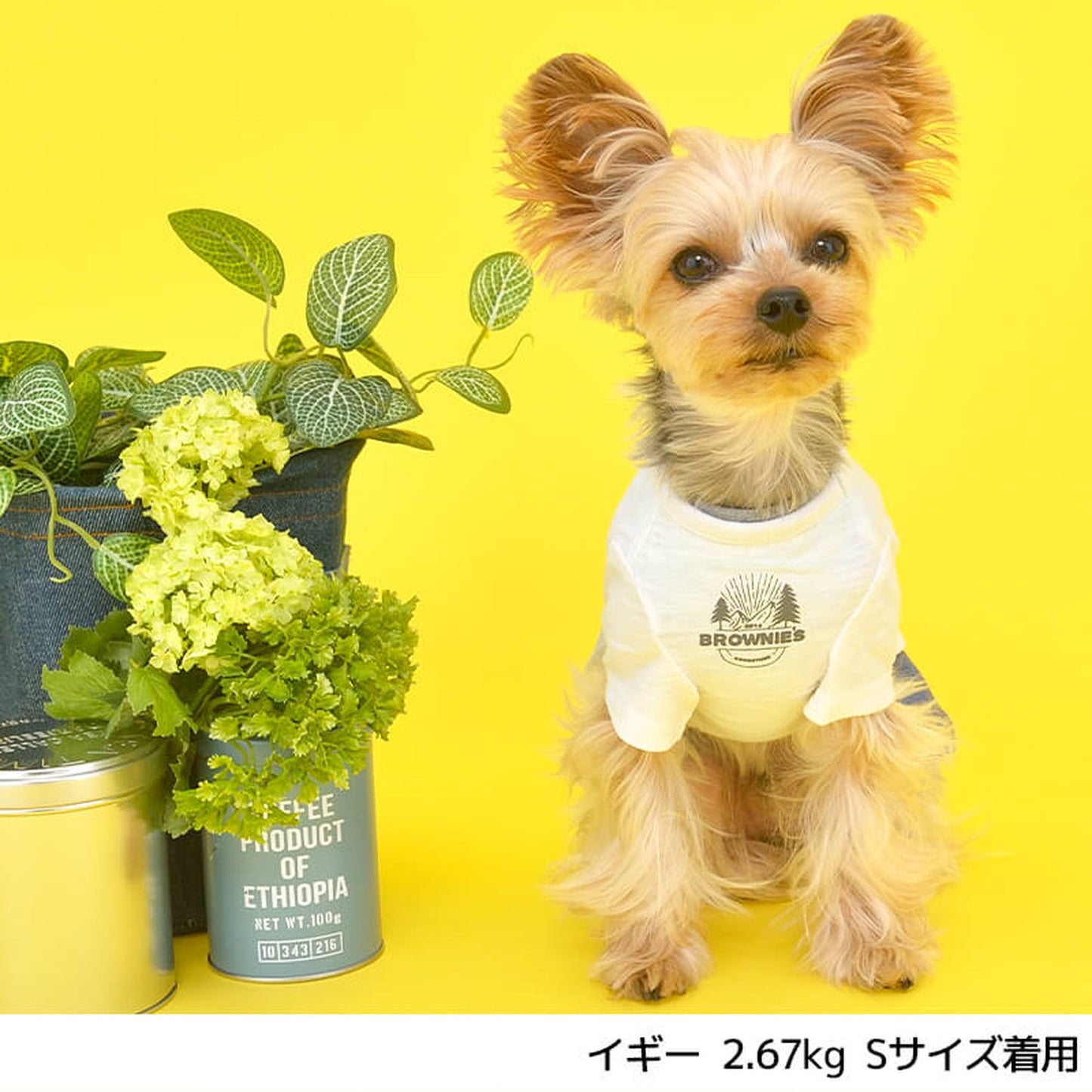 カラフルロゴTシャツ S/M/L/XL/XXL BROWNIE'S-ブラウニーズ- 犬服 ドッグウェア トイプードル チワワ ポメラニアン BR22SS br161670-1