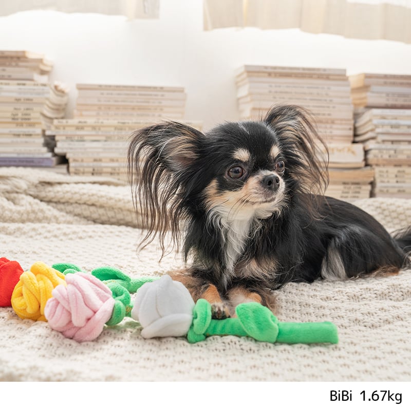 バラおもちゃ Free Solgra TOY -ソルグラ トイ- 犬用おもちゃ ドッグトイ トイプードル チワワ ポメラニアン SO22SS so165179-1