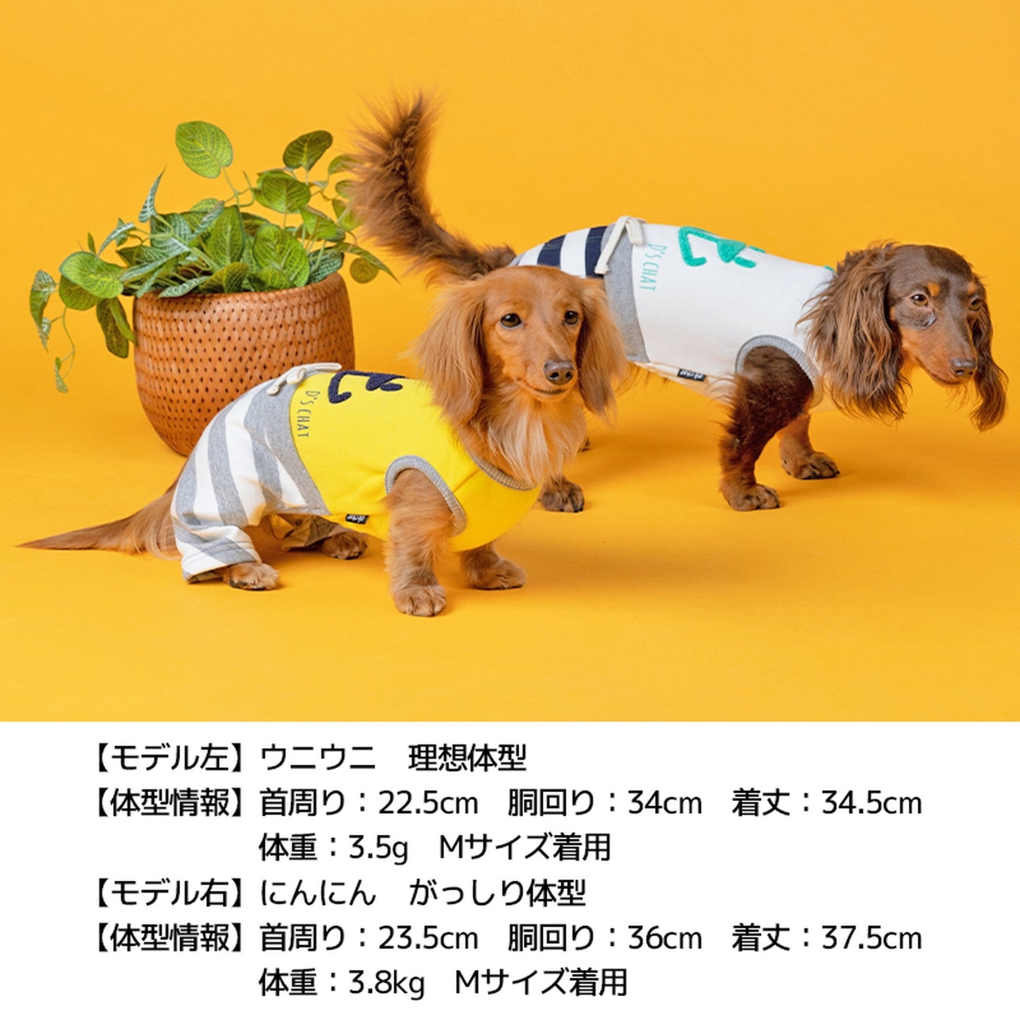 ディーズ君しましまつなぎ XS/S/M/L/XL/DS/DM D's Chat-ディーズチャット- 犬服 ドッグウェア トイプードル チワワ ポメラニアン DS21AW ds153117-1