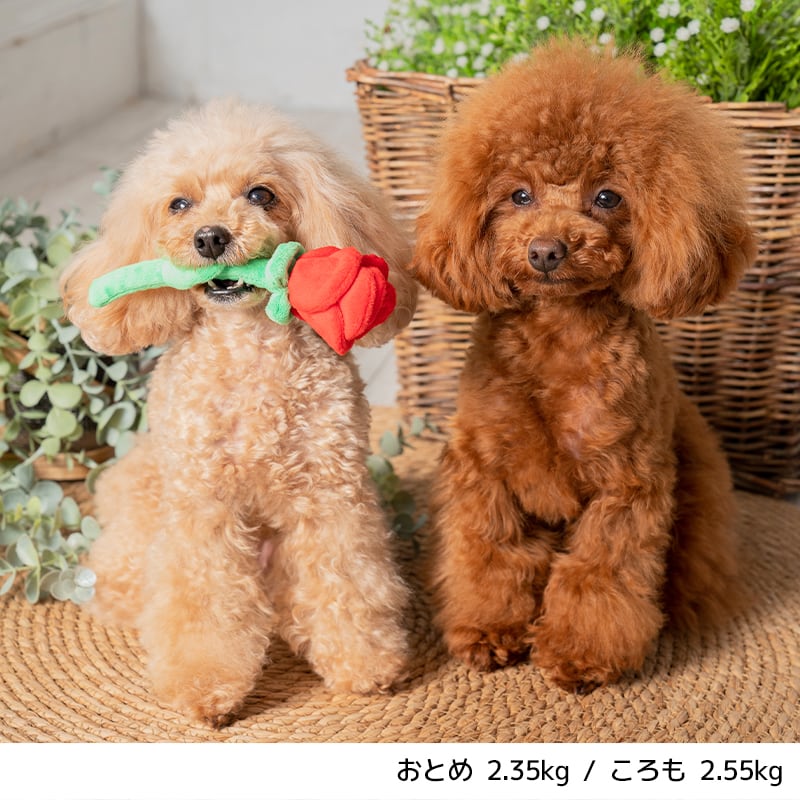 バラおもちゃ Free Solgra TOY -ソルグラ トイ- 犬用おもちゃ ドッグトイ トイプードル チワワ ポメラニアン SO22SS so165179-1