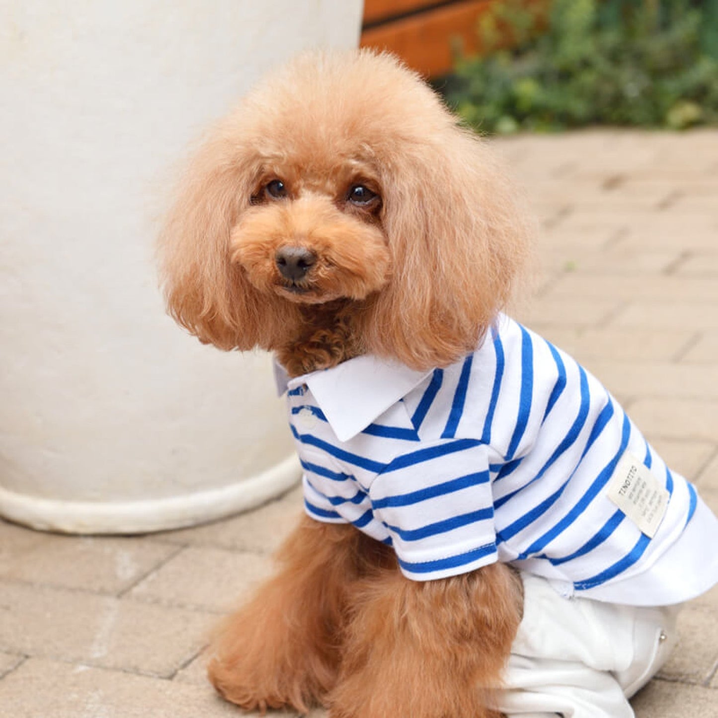 ボーダーレイヤード風シャツ 犬服 ドッグウェア XS/S/M/L/XL/XXL ワンボヤージュ TINOTITO ティノティート トイプードル チワワ ダックス tt102003-1