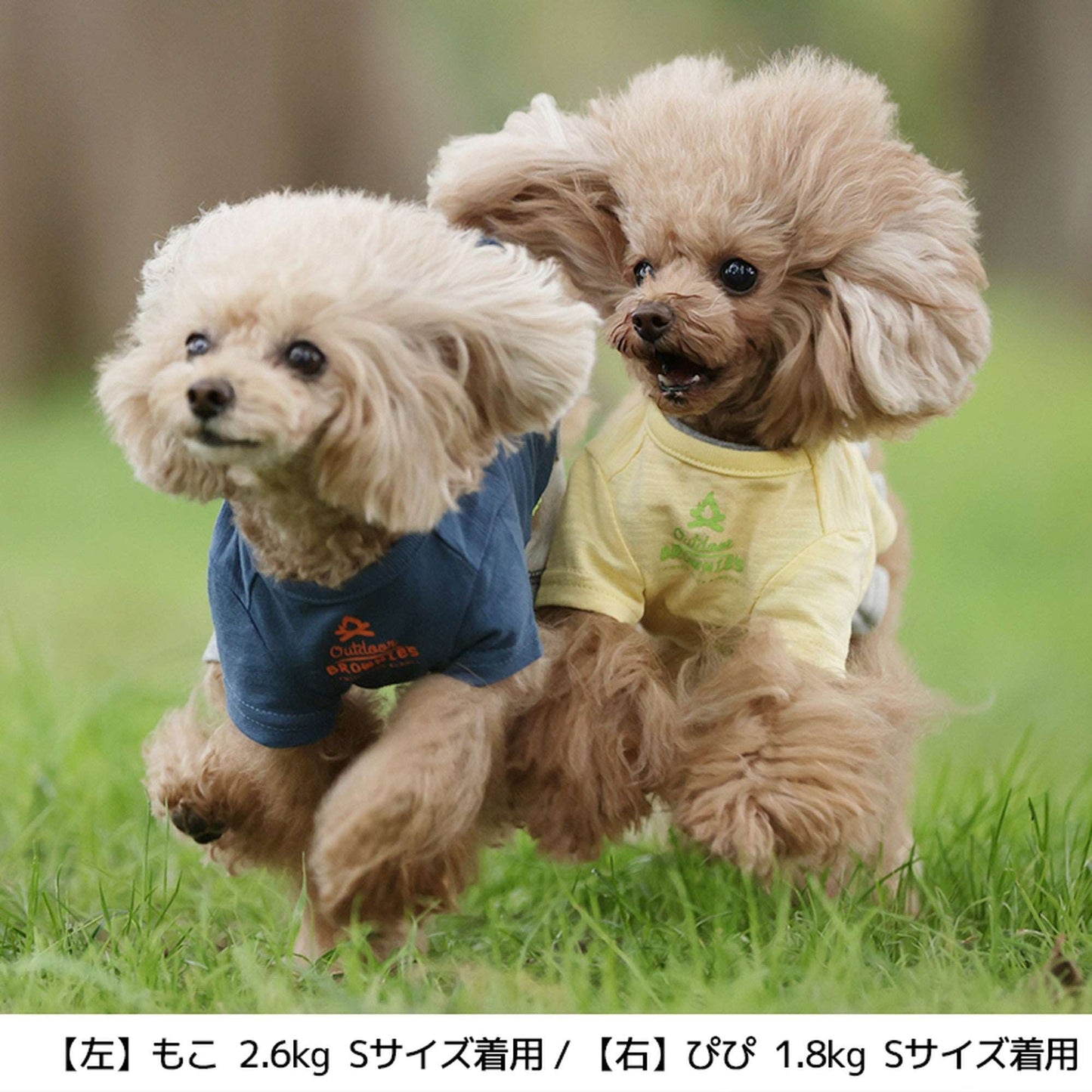 しろくまさんとドライブTシャツ S/M/L/2L/3L BROWNIE'S-ブラウニーズ- 犬服 ドッグウェア トイプードル チワワ ポメラニアン br151606-1 BR21SS