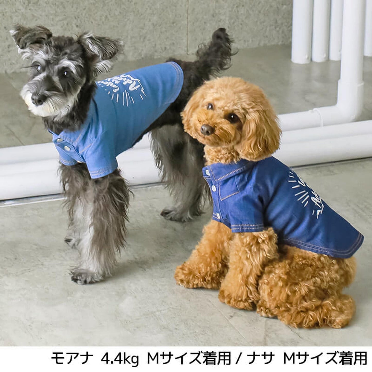 マウンテンデニムシャツ S/M/L/XL/XXL BROWNIE'S-ブラウニーズ- 犬服 ドッグウェア トイプードル チワワ ポメラニアン BR22SS br162684-1