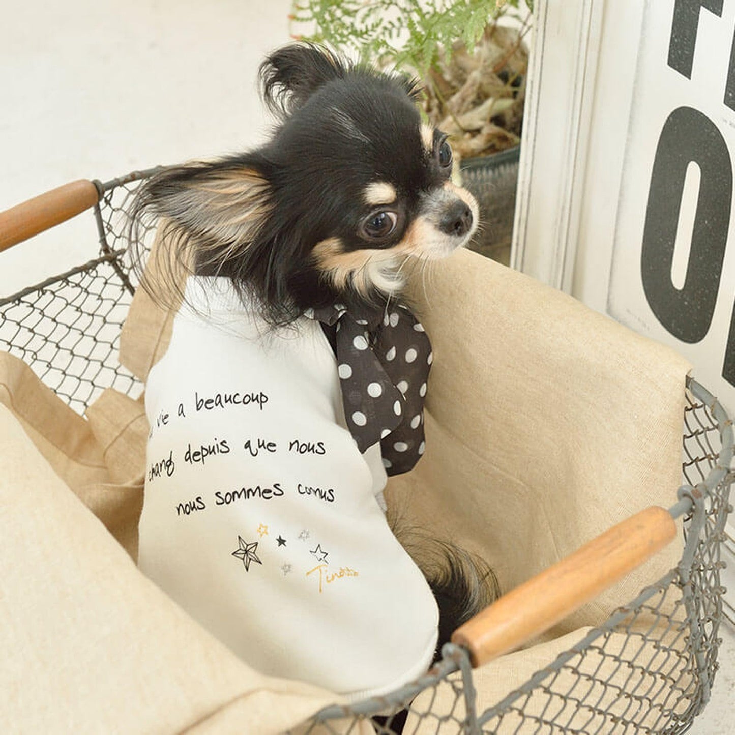 リボンスカーフトレーナー 犬服 ドッグウェア XL/XXL ワンボヤージュ TINOTITO ティノティート トイプードル チワワ ダックス 裏起毛特集 TT20AW tt142182-3