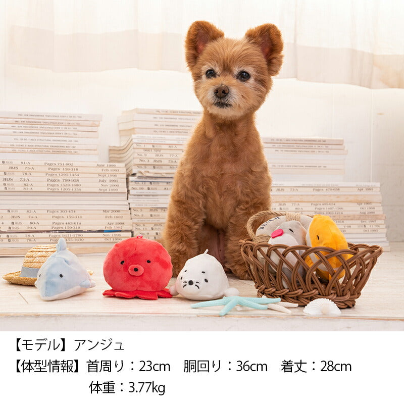 ひっそりクマノミ F Solgra TOY -ソルグラ トイ- 犬用おもちゃ ドッグトイ トイプードル チワワ ポメラニアン SO23SS so235252-1