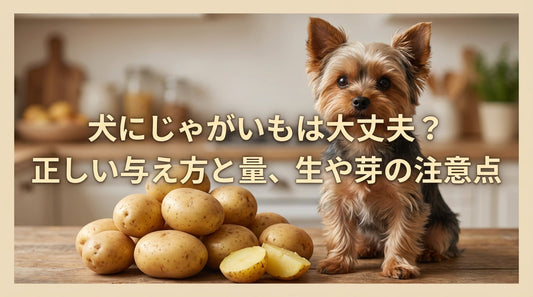 犬にじゃがいもは大丈夫？正しい与え方と量、生や芽の注意点