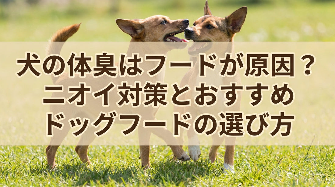 犬の体臭はフードが原因？ニオイ対策とおすすめドッグフードの選び方