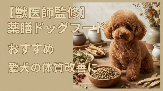 【獣医師監修】薬膳ドッグフードおすすめ 愛犬の体質改善に