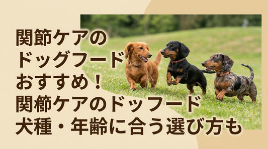 関節ケアのドッグフードおすすめ！犬種・年齢に合う選び方も