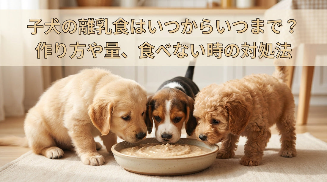 子犬の離乳食はいつからいつまで？作り方や量、食べない時の対処法