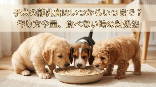 子犬の離乳食はいつからいつまで？作り方や量、食べない時の対処法