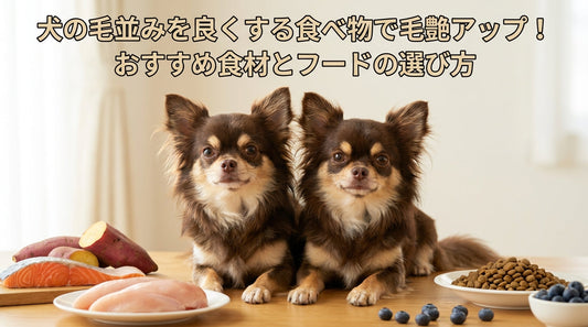 犬の毛並みを良くする食べ物で毛艶アップ！おすすめ食材とフードの選び方
