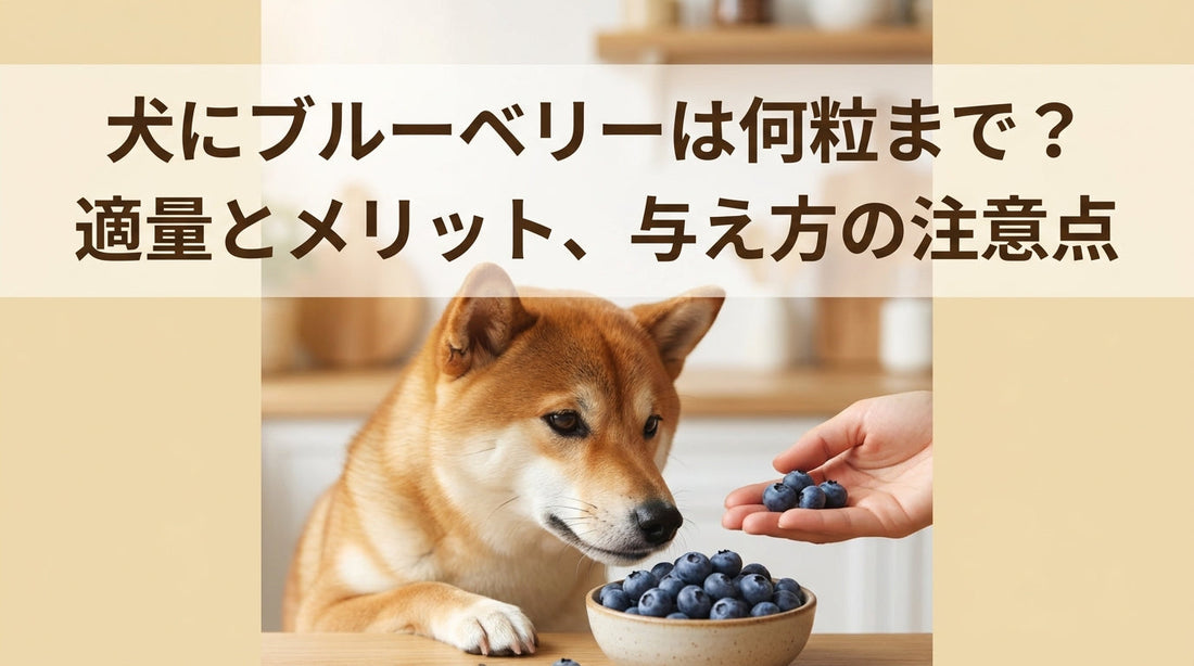 犬にブルーベリーは何粒まで？適量とメリット、与え方の注意点