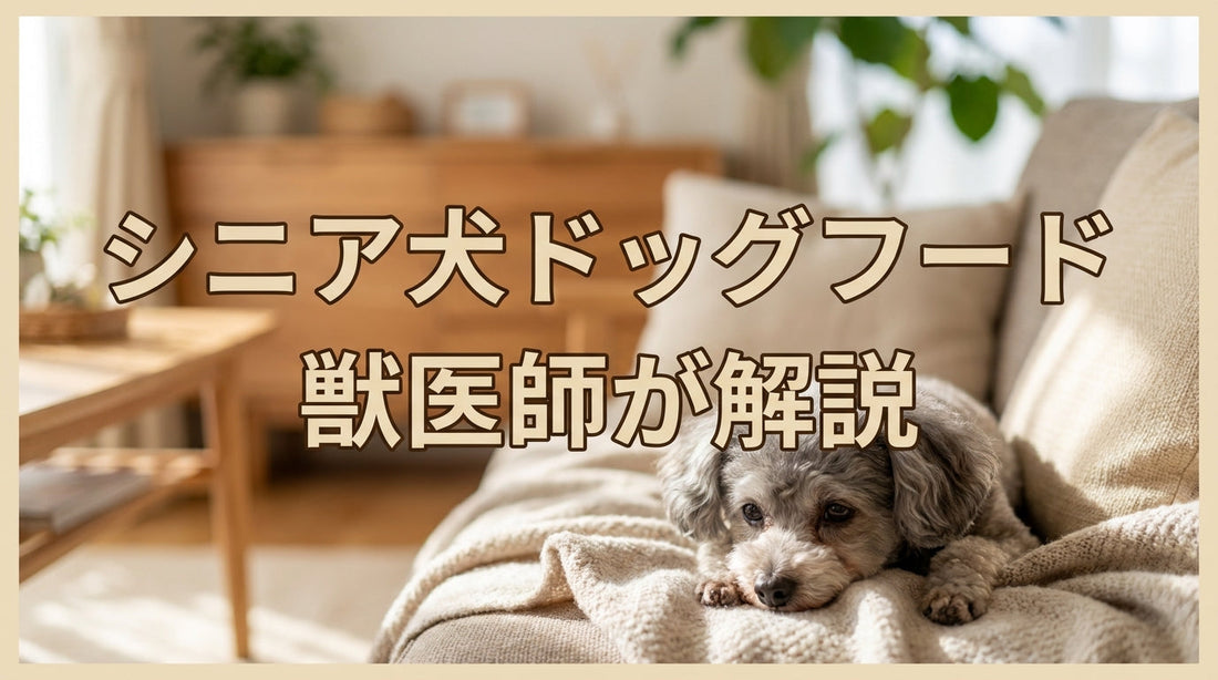 シニア犬ドッグフード｜獣医師が解説