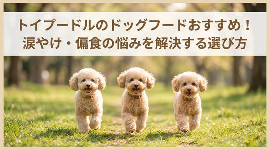 トイプードルのドッグフードおすすめ！涙やけ・偏食の悩みを解決する選び方