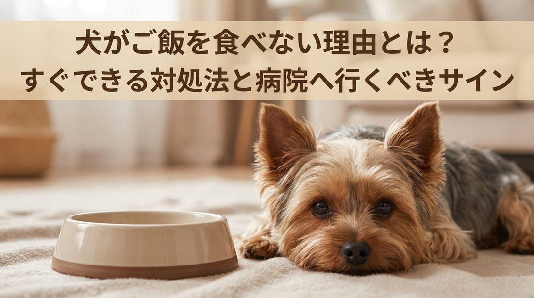 犬がご飯を食べない理由とは？すぐできる対処法と病院へ行くべきサイン