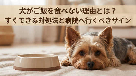 犬がご飯を食べない理由とは？すぐできる対処法と病院へ行くべきサイン