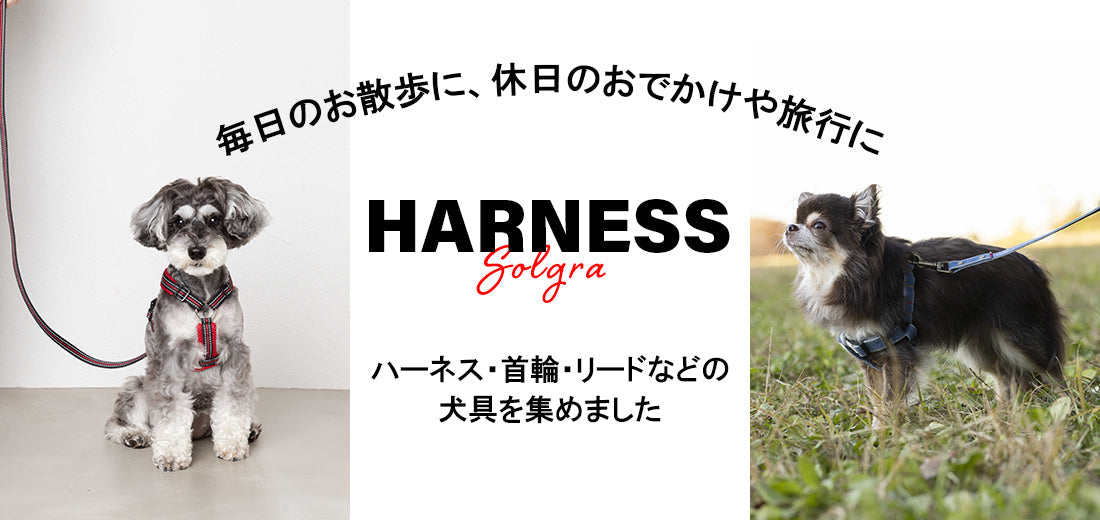 犬の散歩グッズについて