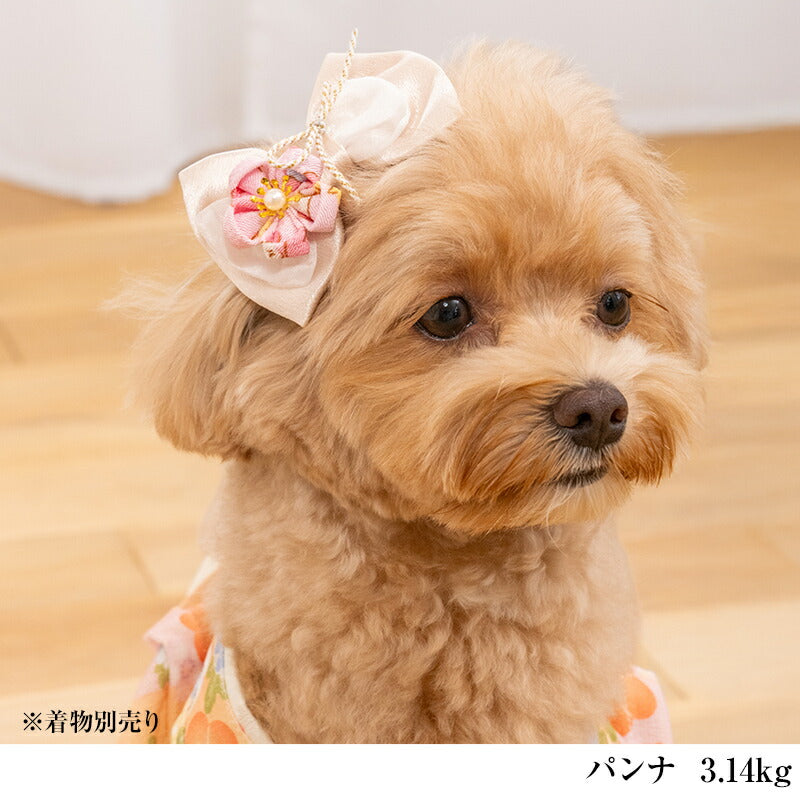 【公式通販限定】和ヘアリボン Free CRAZYBOO -クレイジーブー- 犬用 アクセサリー CB25AW cb262234
