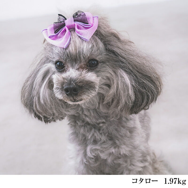 【公式通販限定】ハロウィンヘアリボン F CRAZYBOO -クレイジーブー- 犬用 アクセサリー CB25AW cb252007