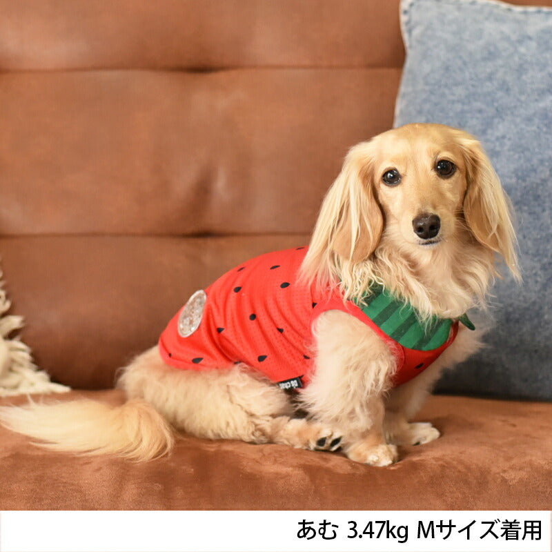 スイカ襟付きメッシュタンク XS/S/M/L/XL/XXL/DS/DM/DL/FBM D's Chat-ディーズチャット- 犬服 ドッグウェア 小型犬 ダックス フレブル DS23SS ds231179-1