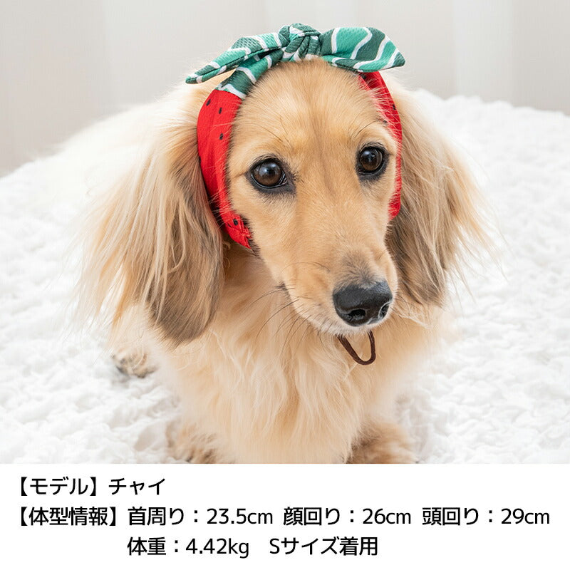 フルーツ柄クーリングバンド S/SM/M/L/XL D's Chat-ディーズチャット- 犬服 小型犬 ドッグウェア DS25SS ds252275