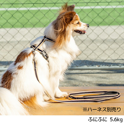 【公式通販限定】ラインソフティリード Free Solgra-ソルグラ- 犬用 SO25SS so259598