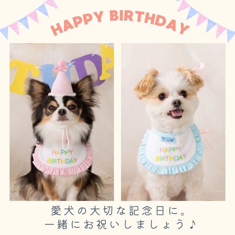 【公式通販限定】バースデーフリルスタイ S/M/L Solgra-ソルグラ- 犬用 誕生日 SO25SS so252608