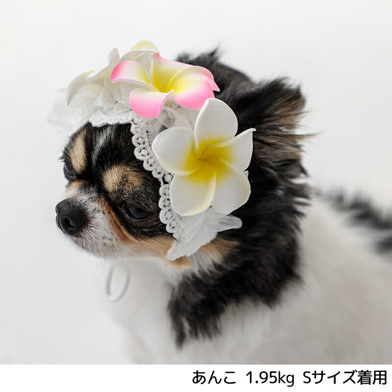 プルメリアヘアバンド S/M/L SOLGRA -ソルグラ- 犬用 アクセサリー SO25SS so252638