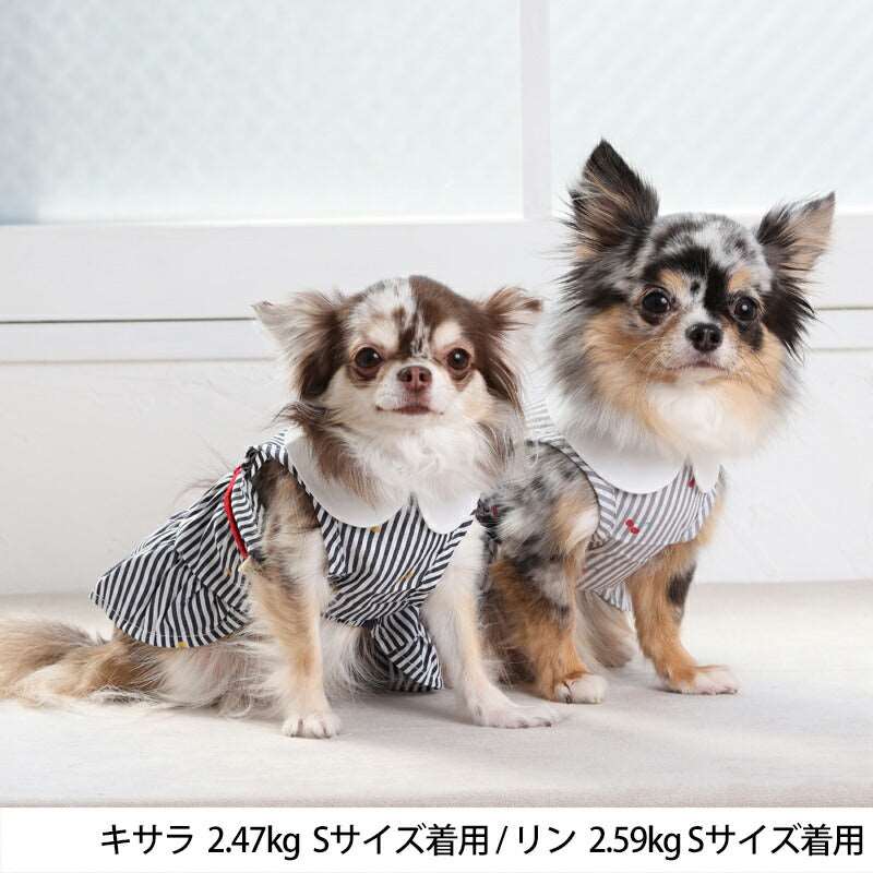 さくらんぼボーダーワンピ XS/S/M/L/XL/XXL TINOTITO -ティノティート- 犬服 ドッグウェア トイプードル チワワ ポメラニアン TT23SS tt231302-1