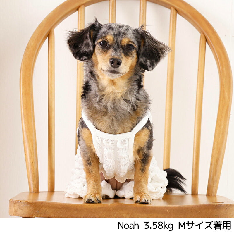 ポコポコオールインワン XS/S/M/L/XL/XXL TINOTITO -ティノティート- 犬服 ドッグウェア TT26SS tt261450
