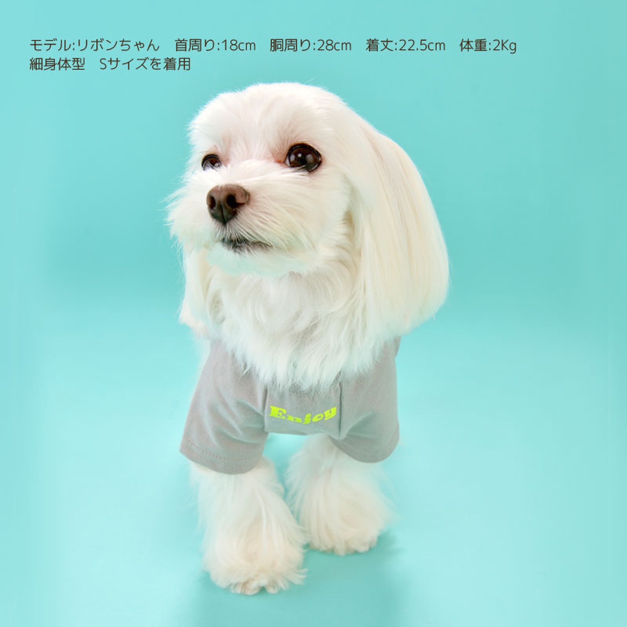 おさかなTシャツ 犬服 ドッグウェア S/M/L/XL/XXL ワンボヤージュ ブラウニーズ トイプードル チワワ ダックス br131541-1