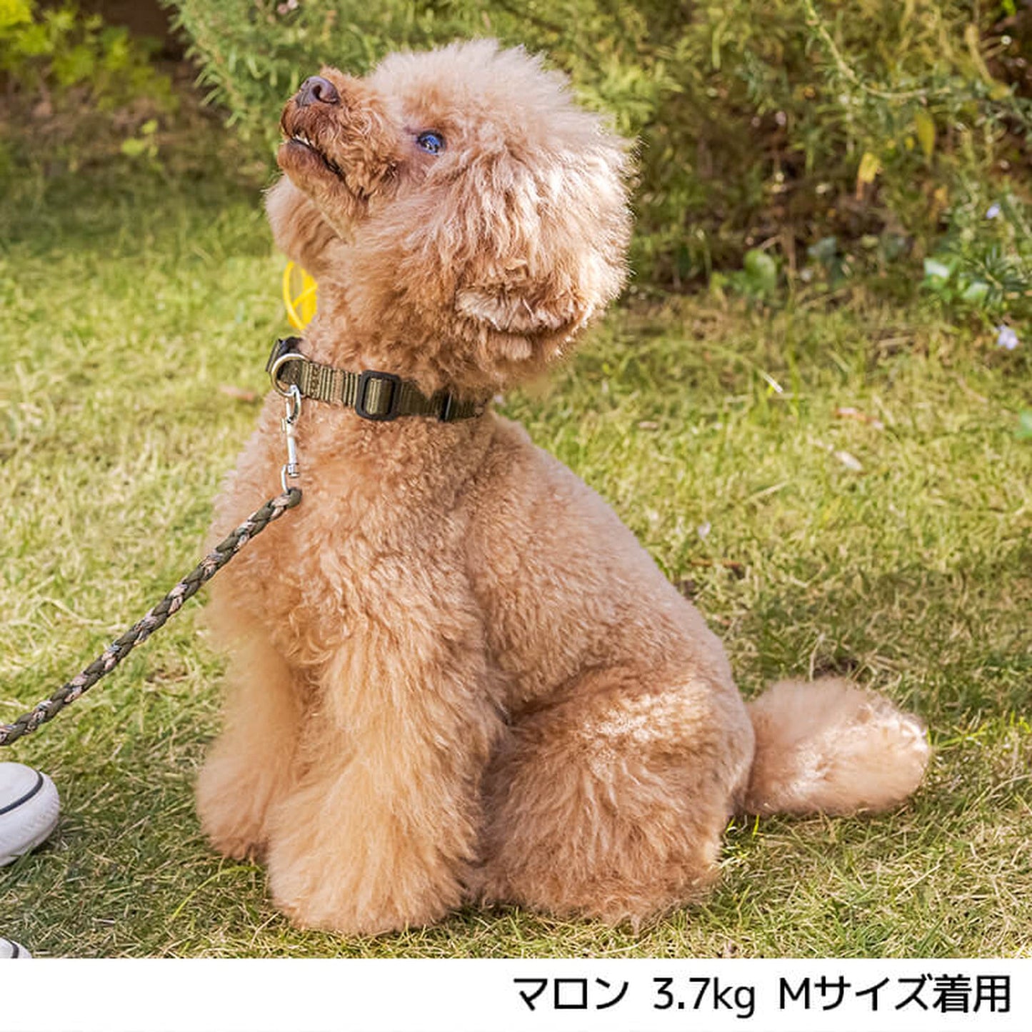 バイカラーコードカラー L Solgra-ソルグラ- 首輪 犬用 ペット用 犬具 お散歩 トイプードル チワワ ポメラニアン so149026-3