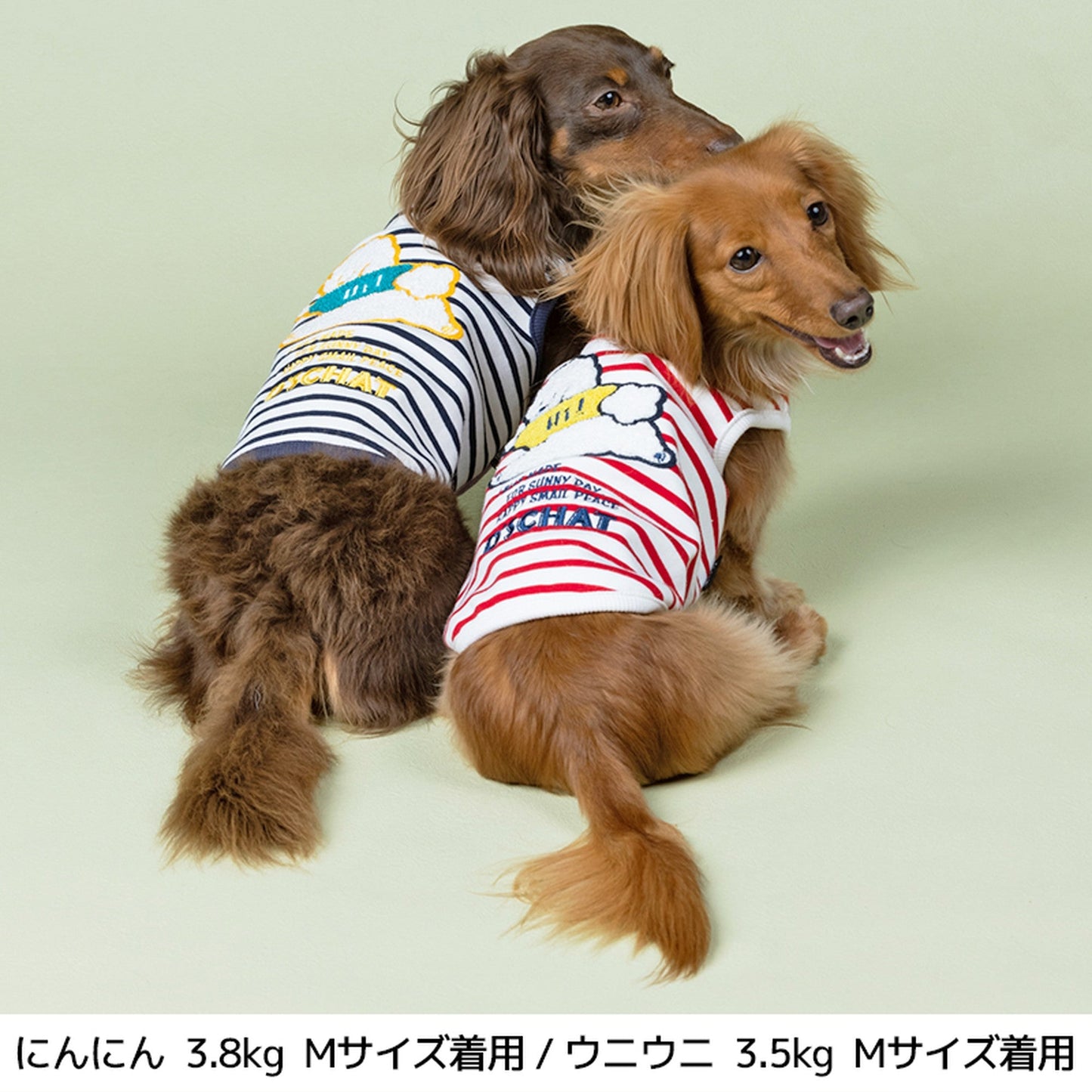 ディーズ君ボーダータンク XL/XXL/DS/DM/DL/FB D's Chat-ディーズチャット- 犬服 ドッグウェア トイプードル チワワ ポメラニアン DS21AW ds151101-2